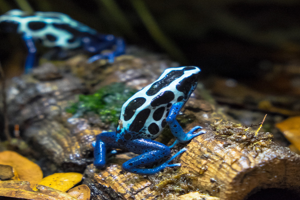 Dendrobates tinctorius 'Oyapock'