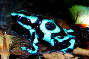 Dendrobates auratus 'El cope'
