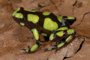 Dendrobates auratus 'Capurgana'