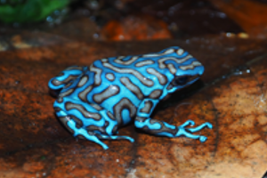 Dendrobates auratus 'Highland Reticulated'