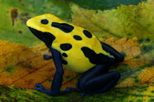 Dendrobates tinctorius 'Citronela'