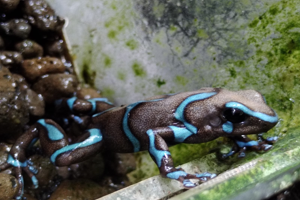 Dendrobates auratus 'Birkhahn'