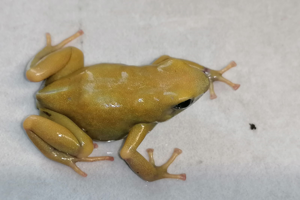 Dendrobates auratus 'El oro'