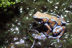 Dendrobates auratus 'Super Blue'