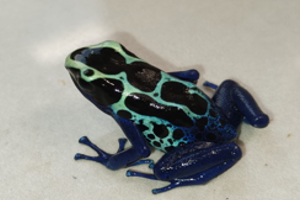 Dendrobates tinctorius 'greensipaliwini'