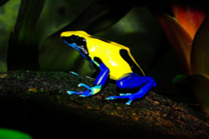 Dendrobates tinctorius 'nikita'
