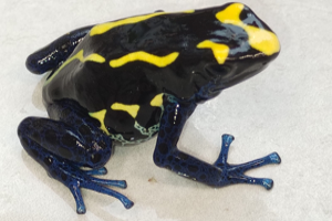 Dendrobates tinctorius 'Nominat'