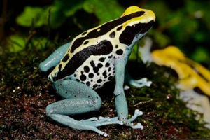 Dendrobates tinctorius 'Patricia Ghost'