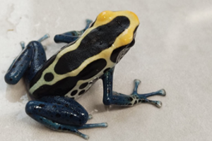 Dendrobates tinctorius 'Patricia'