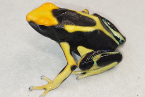 Dendrobates tinctorius 'regina'