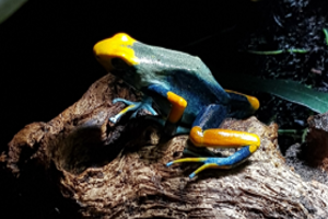 Dendrobates tinctorius 'Tumucumaque'